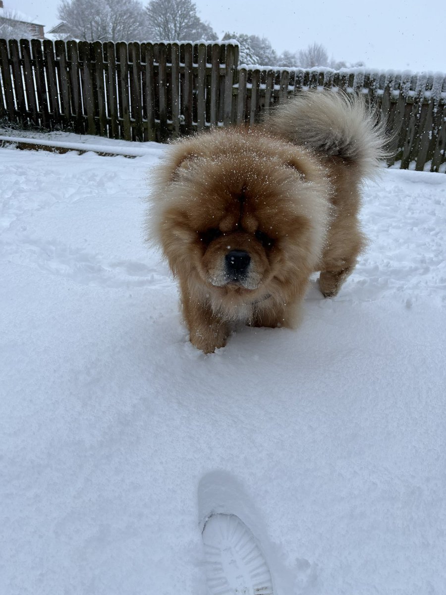 ChowchowSimba's tweet photo. Bit of a life lesson for my Twitter followers today…… 

“Never Eat Yellow Snow” 🐾❄️💙

#DogsofTwittter https://t.co/2wluIJ0PfR