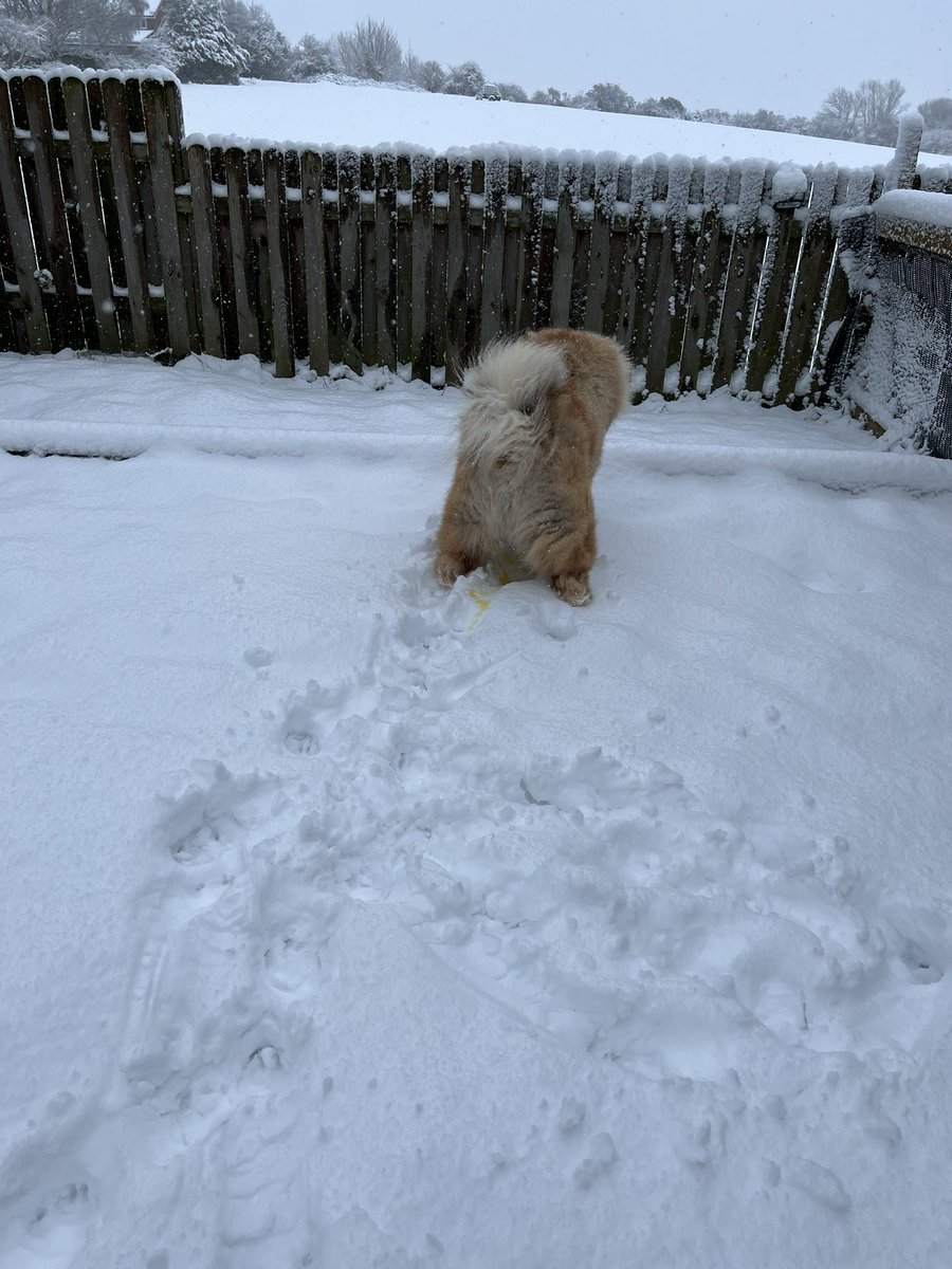ChowchowSimba's tweet photo. Bit of a life lesson for my Twitter followers today…… 

“Never Eat Yellow Snow” 🐾❄️💙

#DogsofTwittter https://t.co/2wluIJ0PfR