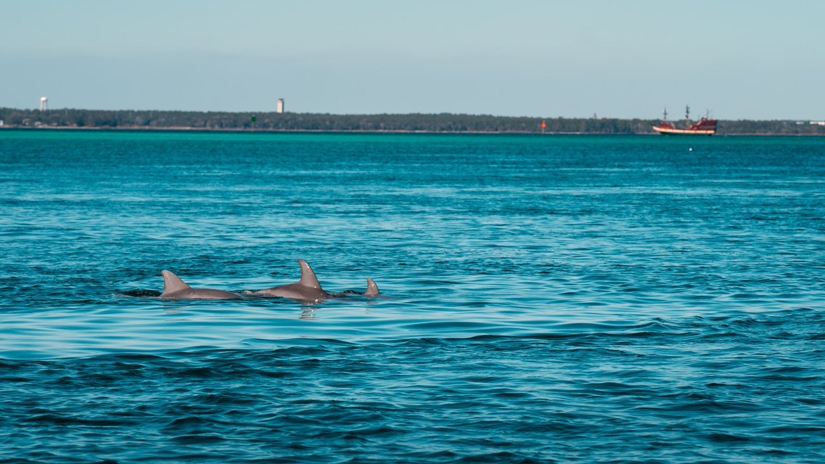Our Gulf Coast is home to a large population of Bottleneck dolphins, making your chances of spotting them very high! And a pro tip: when safe, speed your pontoon boat up a little bit; they actually like to follow the wake of the boats. #dolphinwatching #pontoonrental #visitfl