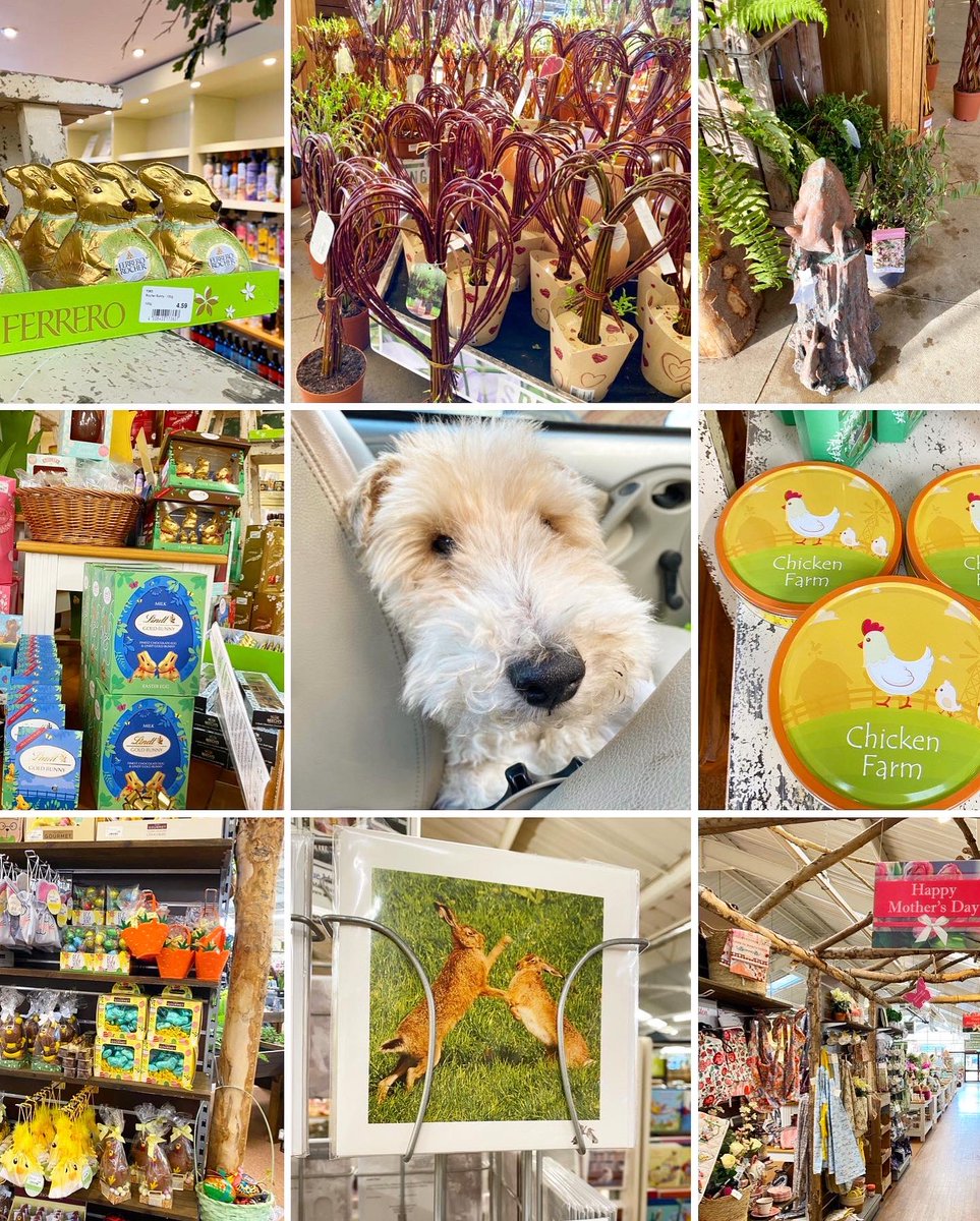 KillingBdesigns's tweet photo. (Part 2) Thetford Garden Centre (@ThetfordGC)🪴☕️🍰 has Lime Kiln cafe, a pet care section and all sorts for indoors 🫖 🎁 and even statues for outside! Take a l👀k 🐩! Don’t miss out. #mothersday #easter #killingbcards #killingbdesigns #greetingcards #thetford #norfolk ✉️🐣🥚🐇 https://t.co/lBkVthIVHN