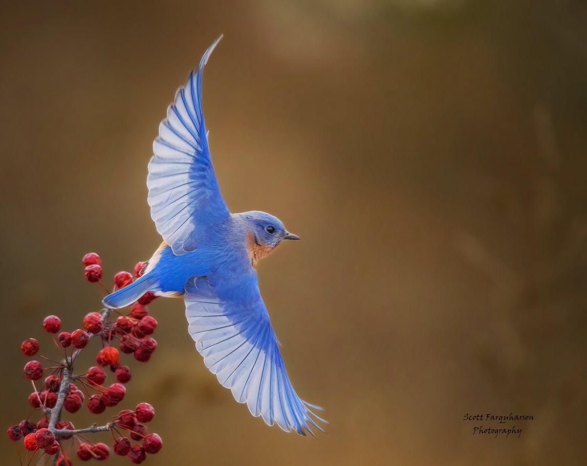 Eastern Bluebird!
Scottfa.picfair.com

#birds #bird #birdwatching #birdphotography #BirdsinFlight #nature #BirdsOfTwitter #birds #wildlife #easternbluebird #BirdsSeenIn2023 #birdcpp