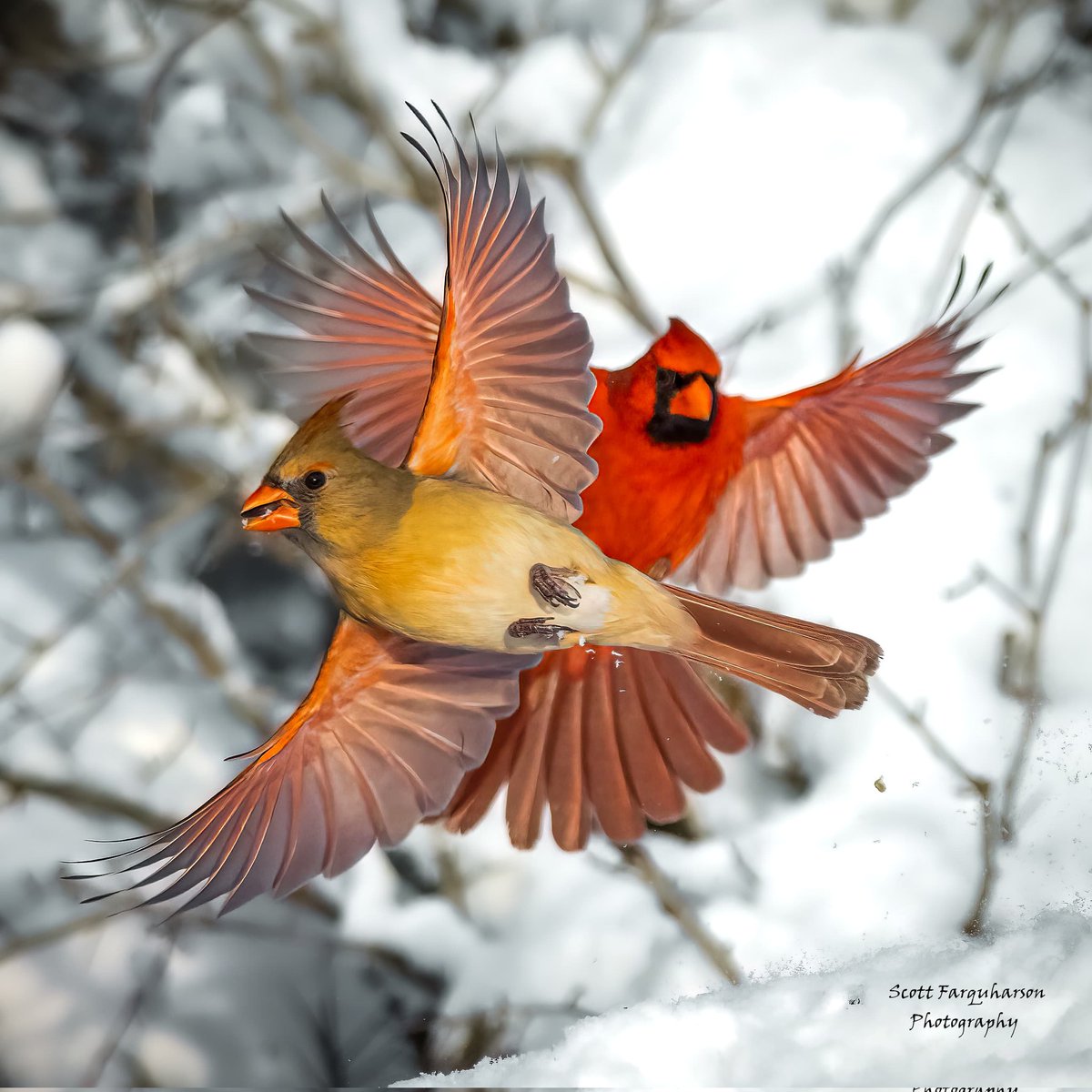 Northern Cardinals!
Scottfa.picfair.com

#birds #bird #birdwatching #birdphotography #BirdsinFlight #nature #BirdsOfTwitter #birds #wildlife #northerncardinal #BirdsSeenIn2023 #birdcpp #cardinal