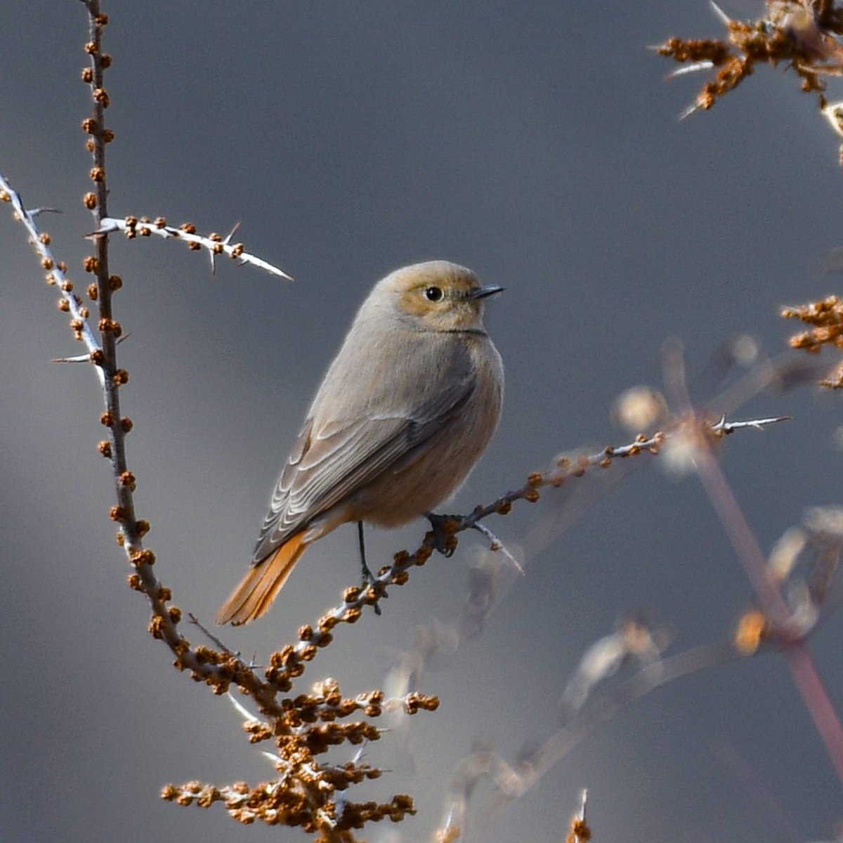 Guldenstadt's Redstart..... sitting pretty amidst thorns #birds #birding #birdwatching #BirdsOfTwitter #IndiAves #BirdsSeenIn2023 #Ladakh