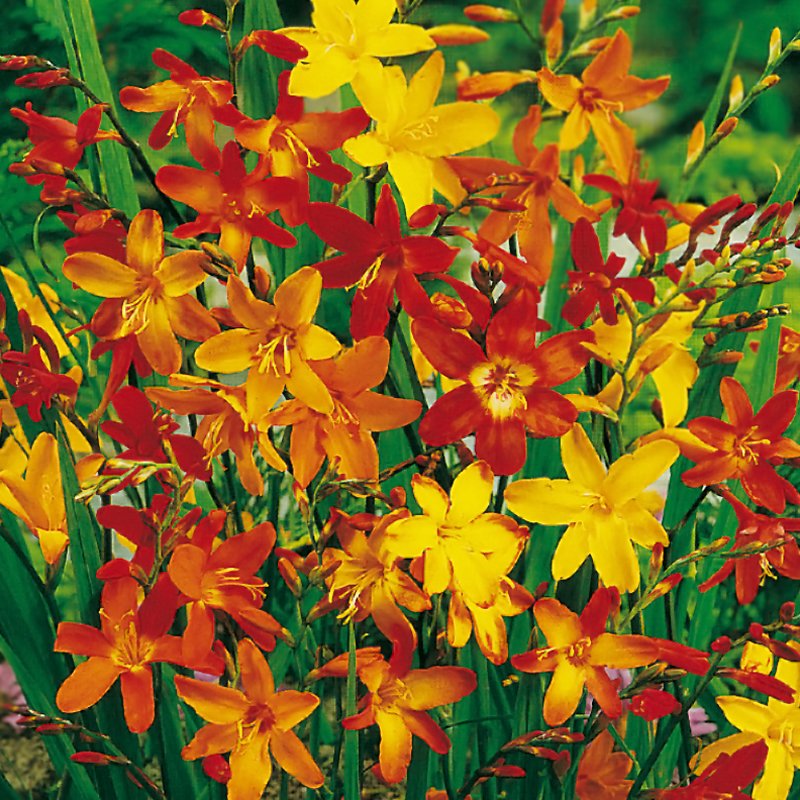 Crocosmia add heat to your borders and increase over time if left undisturbed. Check out our selection here: 
dejager.co.uk/100/