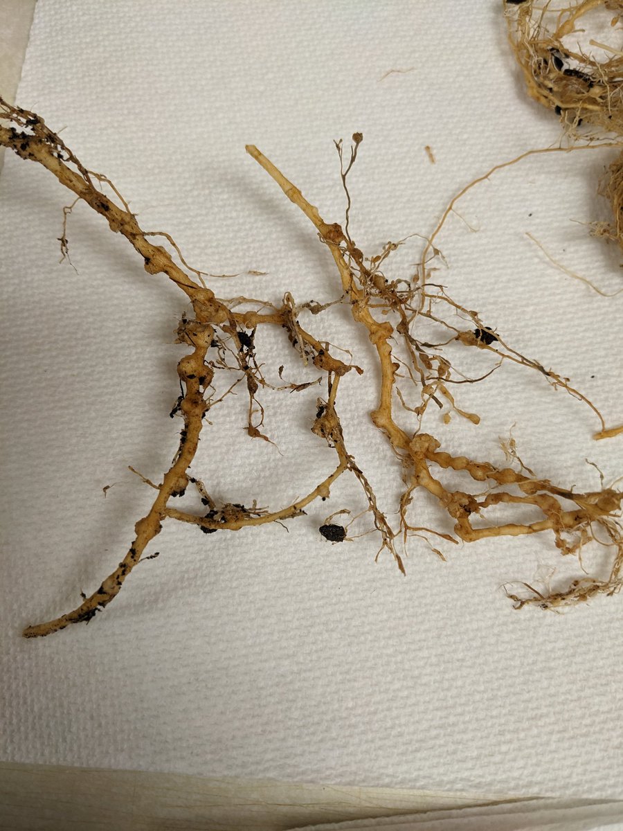 Did you know that Florida has a small commercial passion fruit industry? Did you know root-knot nematode is one of the major pests for this industry? Now you do 😁
