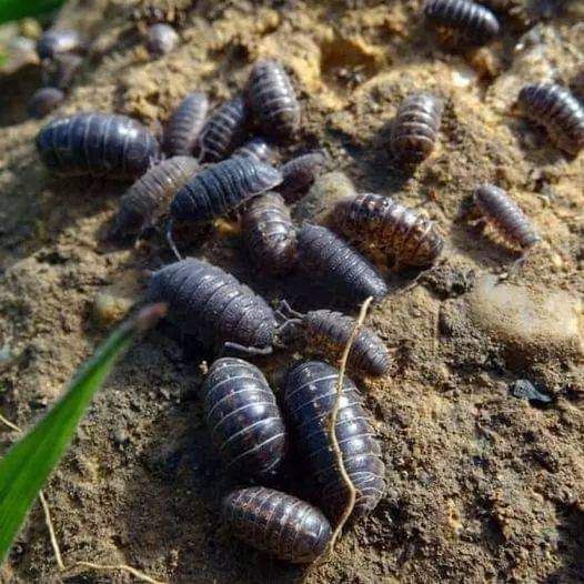 LeContempIateur's tweet photo. Vous les avez rencontré en soulevant une brique ou un objet humide, vous vous êtes peut-être même senti dégoûté et vous vous êtes même demandé ce que la nature pensait quand elle les a créés... 

Eh bien, les oniscidés, mieux connus sous le nom de "cloportes", sont un sous-ordre des crustacés isopodes terrestres dont la fonction dans la création n'est ni plus ni moins que celle d'éliminer les métaux lourds comme le mercure, le cadmium et le plomb de la terre, extrêmement nocifs pour les humains.

Ils contribuent au nettoyage des sols et des aquifères et donc participent à notre bonne santé sans même le savoir... 

Tout cela confirme une fois de plus la sagesse de la nature ✨

Tout existe pour une bonne raison 🙏