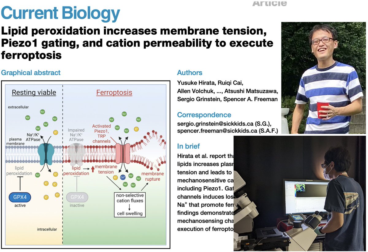 Congrats @_Yusuke_Hirata on this tremendous study. Lipid oxidation➡️membrane tension➡️ion flux➡️swelling and ferroptosis. ☠️ without NINJ1. Interested in imaging oxidation sensitive C11-BODIPY (be gentle) or membrane tension with Flipper? – talk to Yusuke! cell.com/current-biolog…