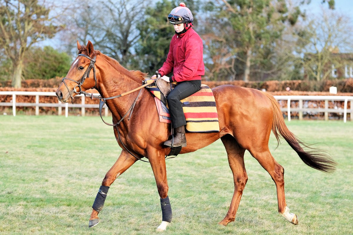 SimcockRacing's tweet photo. RESTRICT ⭐️WINS⭐️(3yo c Collected USA - Short Squeeze USA) the 6f Maiden Stakes @WolvesRaces under @Hayleyturner123 for SAEED BIN MOHAMMED AL QASSIMI & @SimcockRacing #AlBasti #AlBastiEquiworldDubai https://t.co/PFBDStOfHX