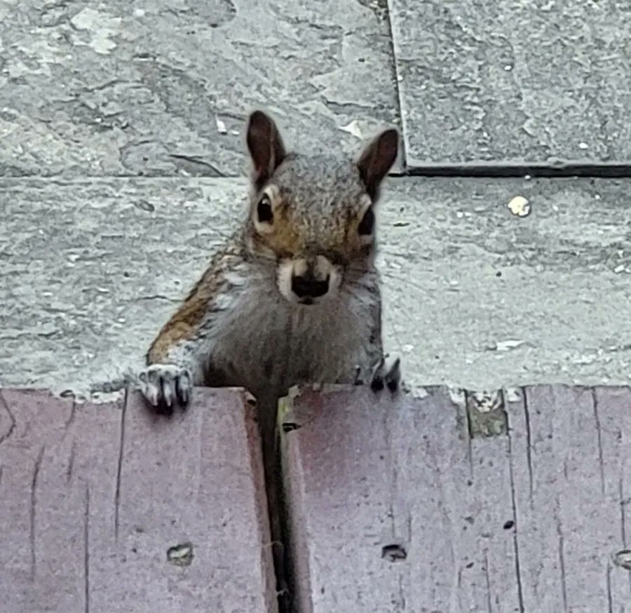 Hi there! Happy Friday. What are you up to today?
#tgif #fridaygoals #FridayFeeling #Friyay #FridayVibes #WeekendVibes
#FinallyFriday #HappyFriday #WeekendModeOn #squirrelsofinstagram #SquirrelLove
#SquirrelWatching #SquirrelLife #SquirrelAppreciationSociety #haveagreatday