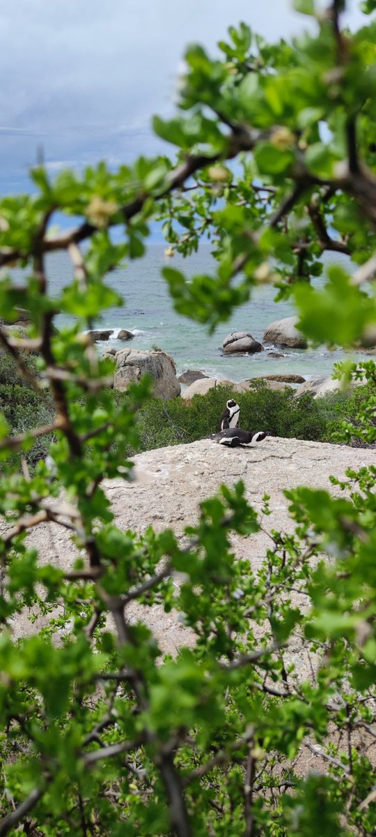 It's nice capture from Cape town 🇿🇦