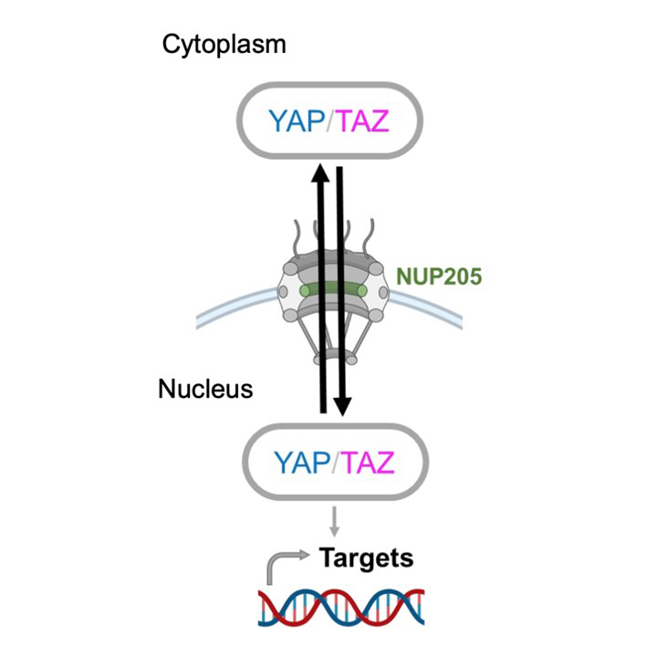 Bernhard Schermer (@bernhardscherm1) on Twitter photo 🐙#Podocytes🐙make me break my🐦silence ...
📢📢Preprint from <a href="/LiobaEster/">Lioba Ester</a> <a href="/InsCabrita3/">Inês Cabrita</a> <a href="/frarom76/">francesca fabretti</a> & our🦛hippo team:
NUPs control YAP/TAZ & vice versa
biorxiv.org/content/10.110…
#KFO329 #FSGS #KidneyDisease #Hippo #Nephrology <a href="/UKKoeln/">Uniklinik Köln</a> #CRU329 #Hipposignaling 🐙#Podocytes🐙make me break my🐦silence ...
📢📢Preprint from <a href="/LiobaEster/">Lioba Ester</a> <a href="/InsCabrita3/">Inês Cabrita</a> <a href="/frarom76/">francesca fabretti</a> & our🦛hippo team:
NUPs control YAP/TAZ & vice versa
biorxiv.org/content/10.110…
#KFO329 #FSGS #KidneyDisease #Hippo #Nephrology <a href="/UKKoeln/">Uniklinik Köln</a> #CRU329 #Hipposignaling