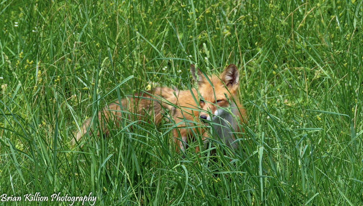 #TwitterNatureCommunity #TwitterNaturePhotography #fox #wildlifephotography #NaturePhotograhpy 
#foxfriday