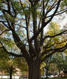 wbaer5's tweet photo. Green space matters #wellness #mentalhealth
@emorybrainhealth
@treesatlanta
https://t.co/8jXNO7uBRO https://t.co/i8z88Q5jFx
