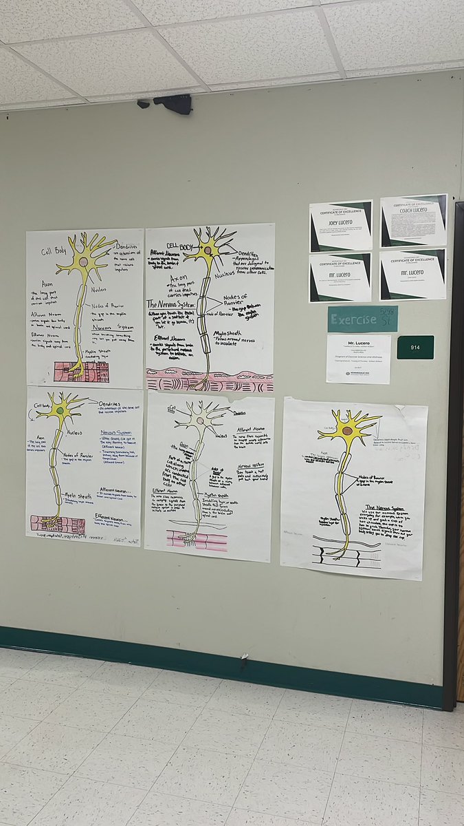KennedaleCTE's tweet photo. Kinesiology students drawing the nervous system #CTE @urkhsprincipal https://t.co/ueeEHQglRK