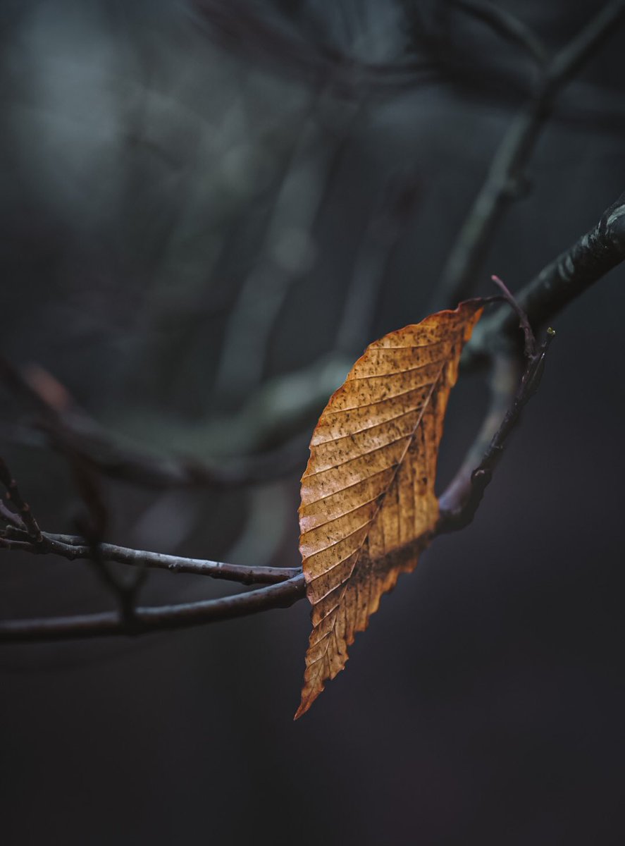 NithuSarath's tweet photo. Happy Friday!
#njisntboring #njisbeautiful #njartists #njartistsofinstagram #macromood #forestvibes #winterymood #fridaymorning #lovelydeadcrap #raw_nature #nature_obsession #depthobsessed https://t.co/SjfGfA0g1i