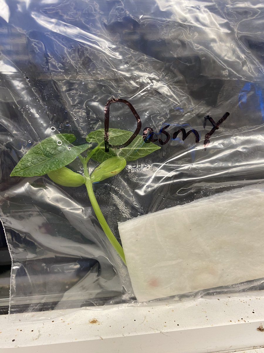 trini2j's tweet photo. watching our lima beans seeds grow and discussing the needs of plants.. Do plants really need soul to grow? @PrinceEdwardSch @ParticipateLrng https://t.co/kGQYCtL0nQ