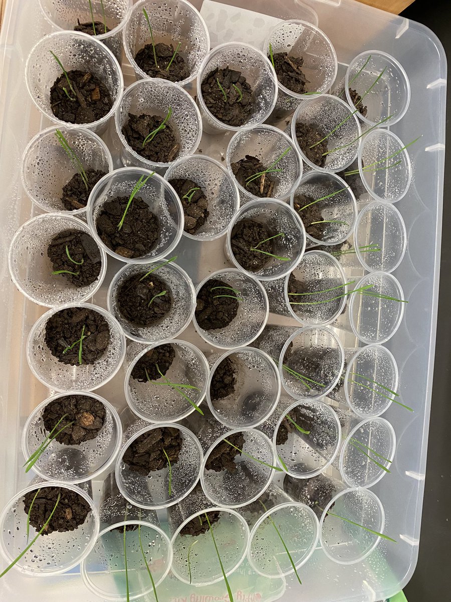 trini2j's tweet photo. comparing lima beans to wheat grass… these shoots came up fast and got Ss excited about the life cycle of a plant.. What questions do you have now? @PrinceEdwardSch @ParticipateLrng https://t.co/T3u80JpUFn