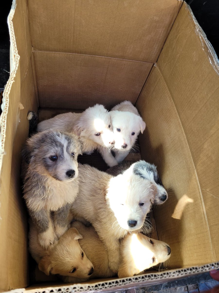 Què pot passar pel cap de les suposades persones que abandonen aquests cadells en un pàrquing d'un restaurant? ...ufff la diria massa grossa.
Per cert, els tenim en adopció