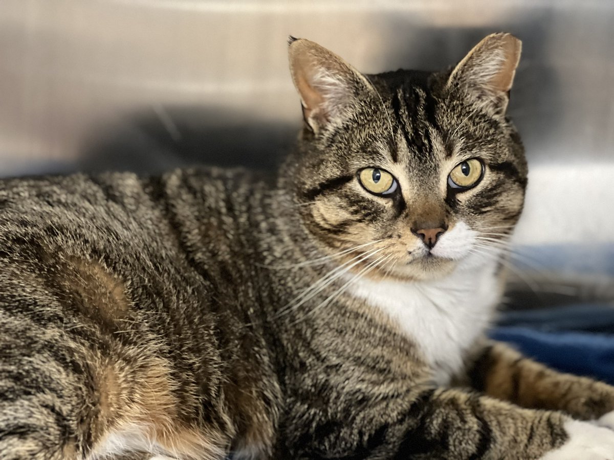 Froggy came to ARF just last week through our OpCat program. This two-year-old, handsome tabby cat was found by a Good Samaritan who noticed how friendly he was while doing figure eights around her legs. Froggy is a sweet, lovable kitty who enjoys being petted! Meet him today.