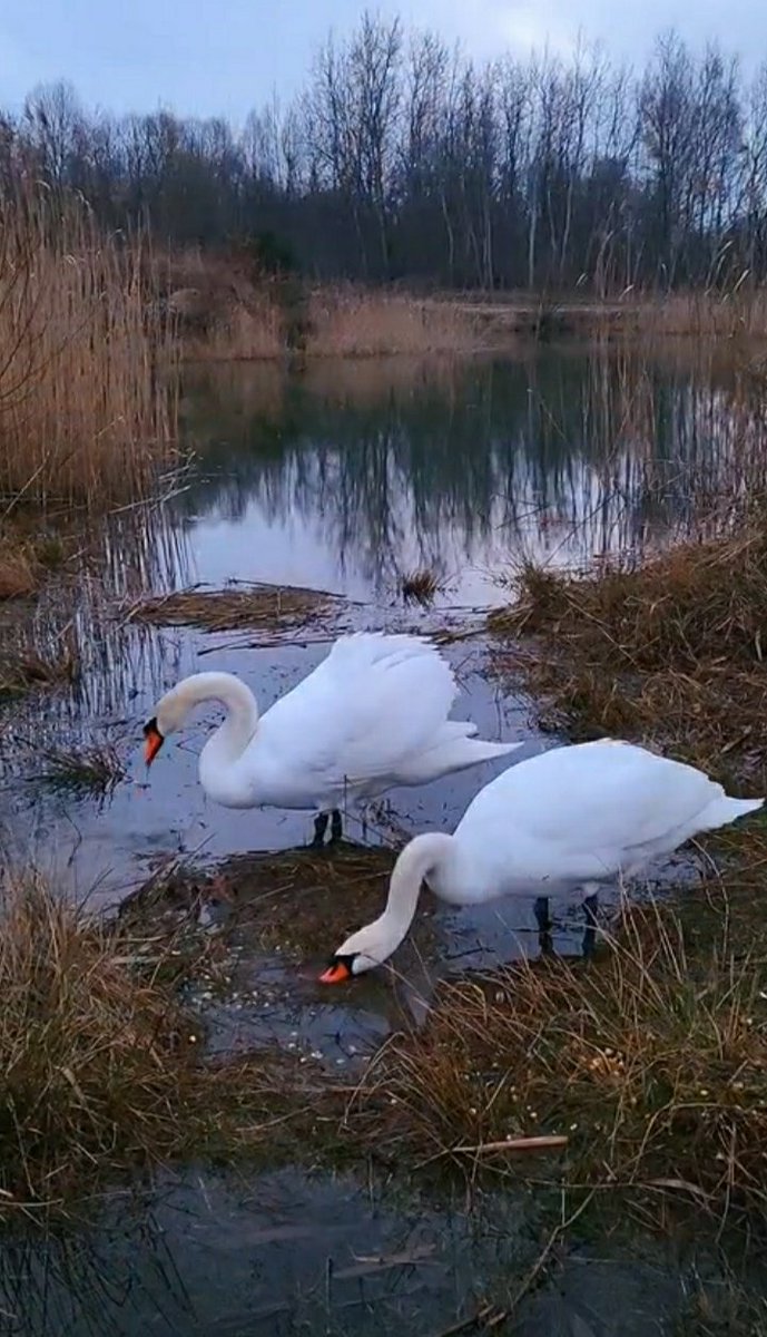 clicks1222's tweet photo. TWOSOME !!
#photography 
#NatureBeauty 
#naturelover 
#natureclicks 
#birdphotography
Share your pic 📸 will Retweet my favourite

*Retweet this &amp; follow
To start with sharing two pics 

Tap 👇
1) https://t.co/7vYqyYz5Aj