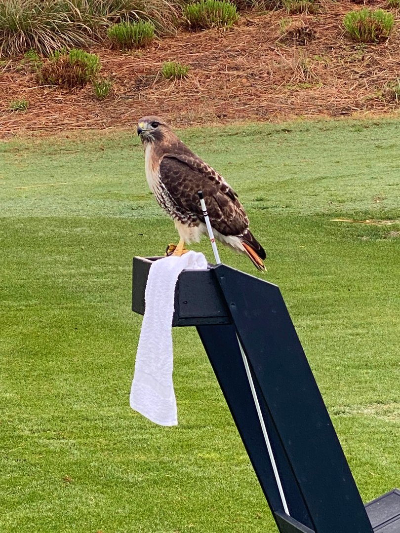 BerkeleyHall_SC's tweet photo. “Beautiful day, beautiful course, and beautiful people! Congrats to our 2023 Spring Shootout Champions Barbara Gill and Jan DiBattista!” {thanks to Stephanie George for the great pics!} #ladiesgolf #BerkeleyExperience https://t.co/6TiuMWDUa5