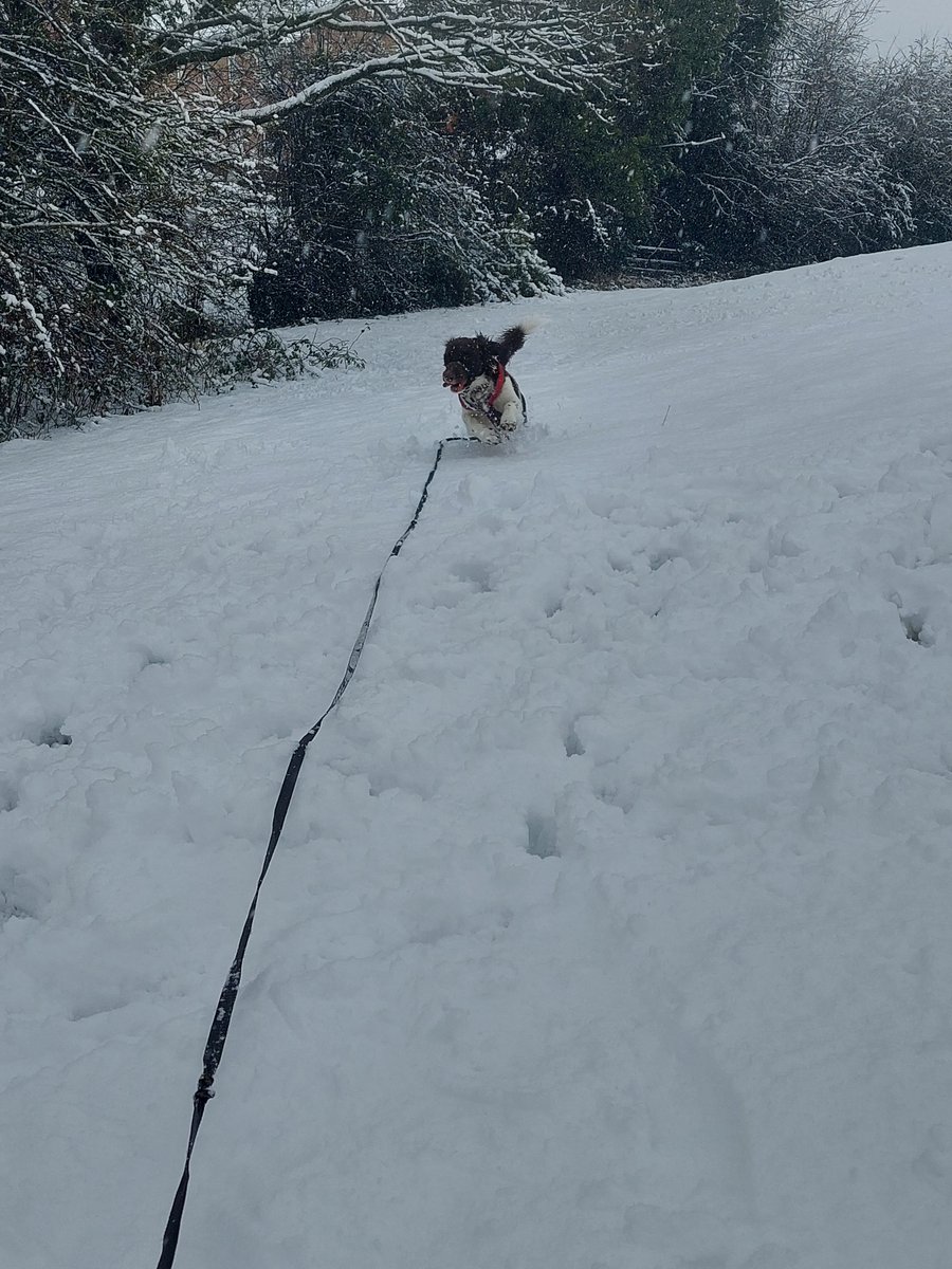 NicB1088's tweet photo. This is Oliver's puppy Wilson. He's 11 months old and experienced snow for the first time today. He LOVED it ❄️ @MapplewellSch @MPSClass9 https://t.co/CaJW2syi8g