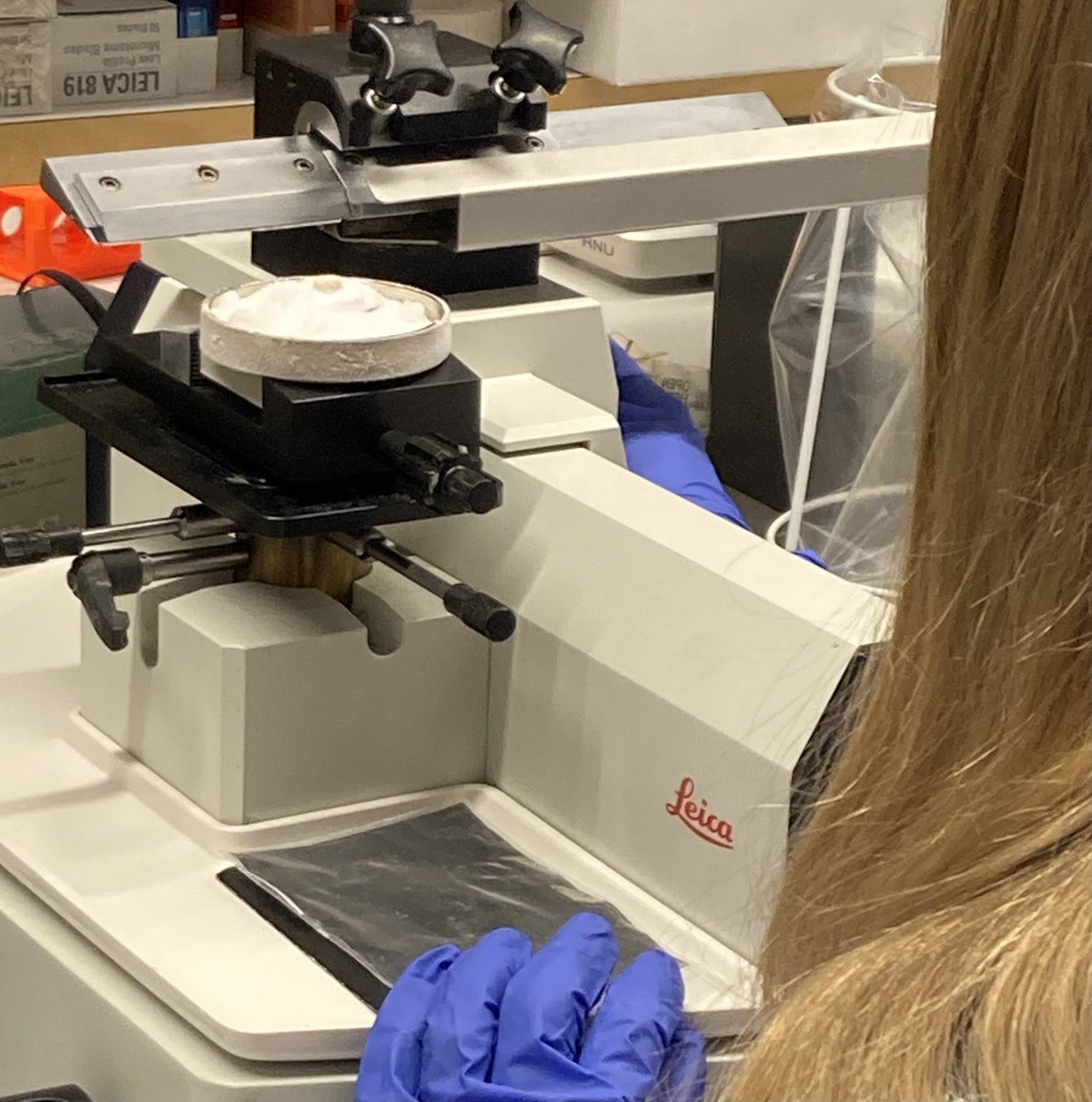 Today <a href="/Lund_Stem/">Lund Stem Cell Center</a> hosted 200 high school students who got to learn about stem cells. Lectures, interactive sessions and hands on workshops on for instance testing injections in jelly brains, cutting and microscopy made the day a success! #unistem2023