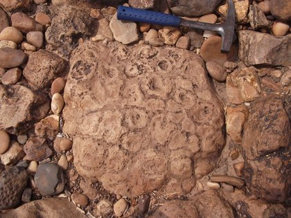 Uma colônia de bactérias fossilizada (estromatólito) encontrada na Floresta Fóssil de Teresina. Ela data do Período Permiano, mais antiga que os dinossauros. #FossilFriday