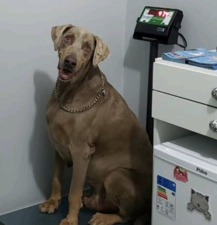 ProjetoMiaCasa's tweet photo. um cachorro idoso chamado apolo fugiu de sua casa por um problema no portão e o controle de zoonoses de maceió recolheu ele e fez EUTANÁSIA em menos de 72 horas sem nem procurarem saber se tinha dono! devolveram ele em um SACO DE RAÇÃO pro tutor que tá desesperado! https://t.co/NXvBSMnx8Q