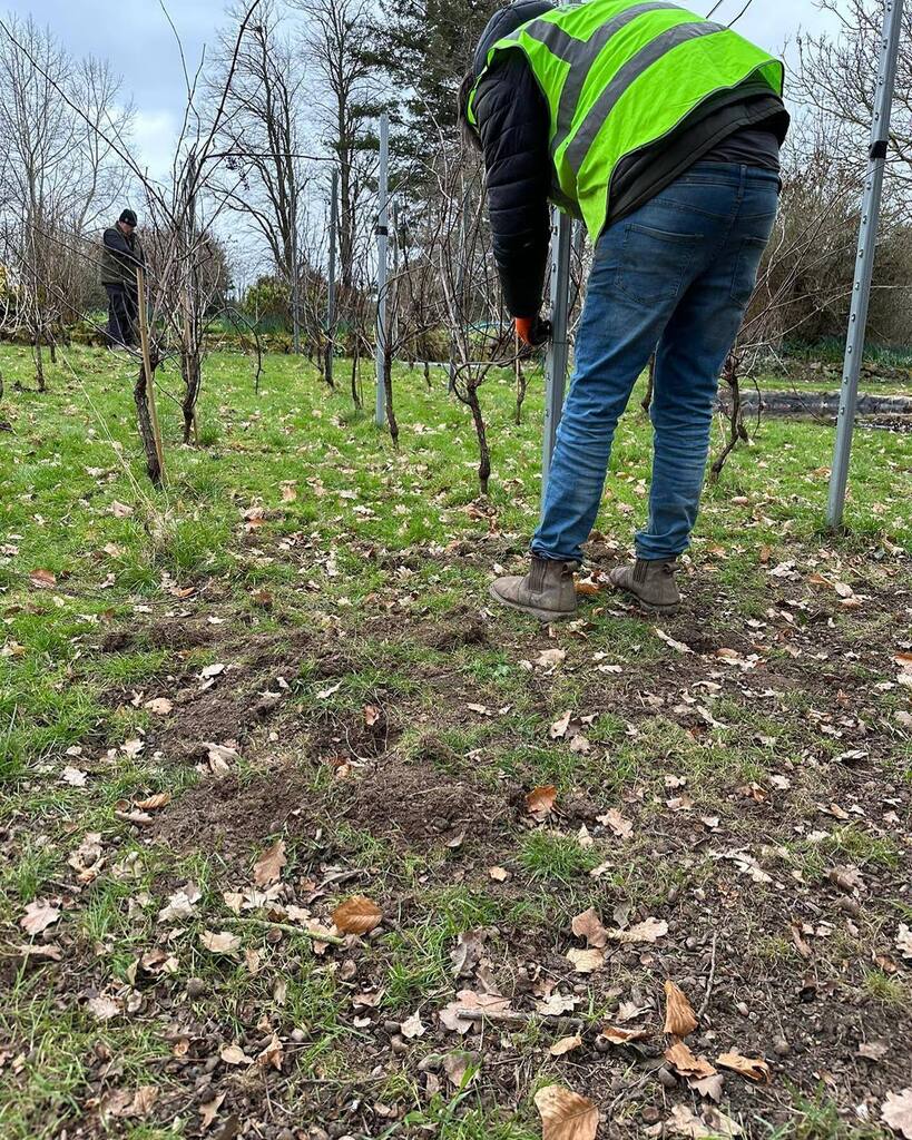 As part of our plan to diversify (and drown our sorrows!), we're planting a vineyard! 🍷

Last week we dismantled the small vineyard in Yalding to replant on the banks above the reservoir here at Loddington. This plot has previously been mob-grazed an… instagr.am/p/CpnH20csQaN/