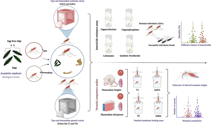 Graphical Abstract