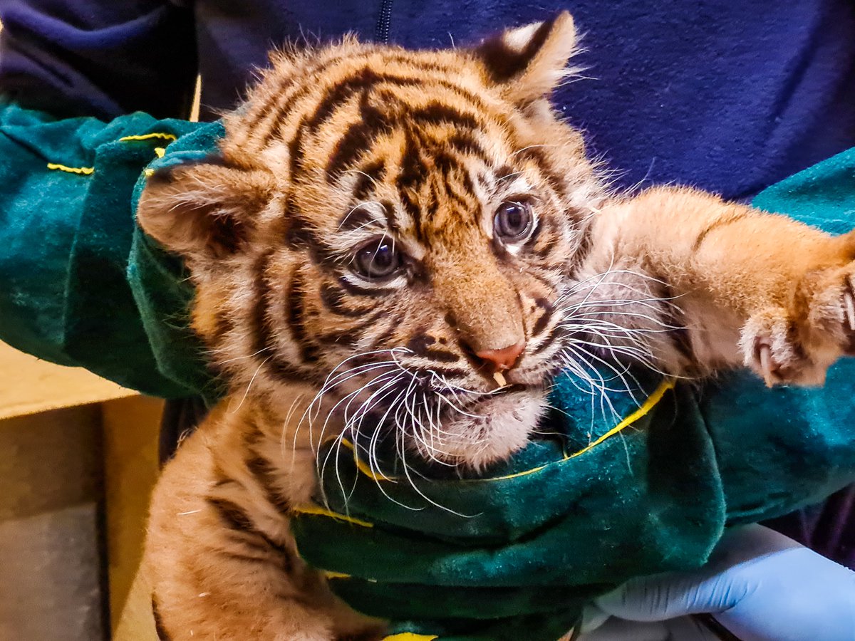 chesterzoo's tweet photo. Two Sumatran tiger cubs have had their first successful health check-up yesterday 🐯

Each of the cubs received a full physical examination which revealed both to be female. Fantastic news for the future of the species 🙌 https://t.co/xbsHk0A3gi