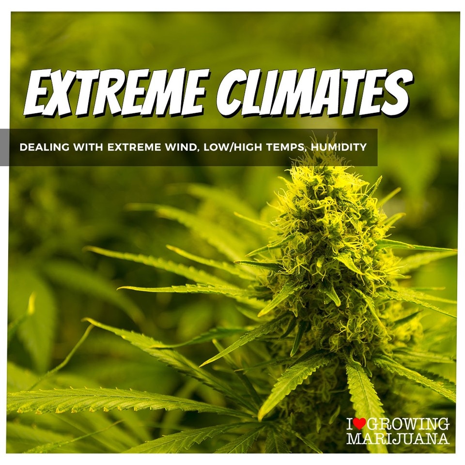 ILGM | Welcome Home, Growers tweet media