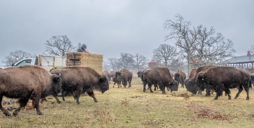 WoolarocMuseum's tweet photo. Rain, sleet, or snow, the herds' gotta eat!
#wildlifepreserve #bison #ranchhands
๐ท by Janis Blanton https://t.co/gP96egC2xP