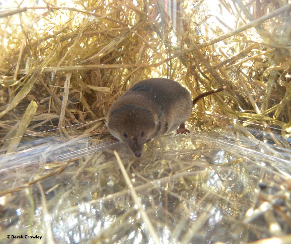 Mammal_Society's tweet photo. Have you got tickets to our next webinar?

Dina Dechmann will talk to us about the not so common, common shrew!

Did you know this mammal shrinks and then regrows all it's major organs and tissues yearly 👀

To learn more come along 👉 https://t.co/lsoSveoU0x

#shrew #commonshrew https://t.co/iAqJqD8Vz1