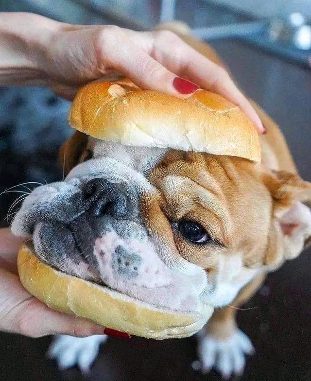 Burger king😅🥰
#bulldog #bulldoglovers
#dogsoftwitter