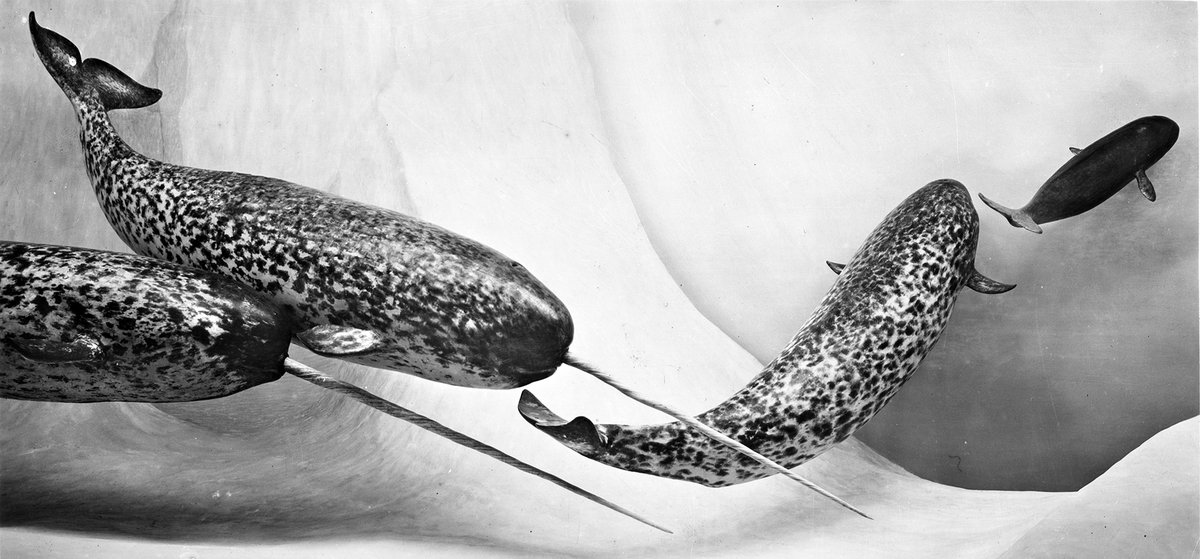 Field Museum on Twitter "how do narwhals measure up?"