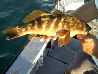 yswgcaptaindave's tweet photo. Think you know your fish? 🐠🧐 Let's find out! Take a guess at the name of this staple catch and see if you're right! Share this post with your fishing buddies and challenge them to do the same! #fishidentification #fishingfriends #whatsitsname https://t.co/AKmQaXFONf