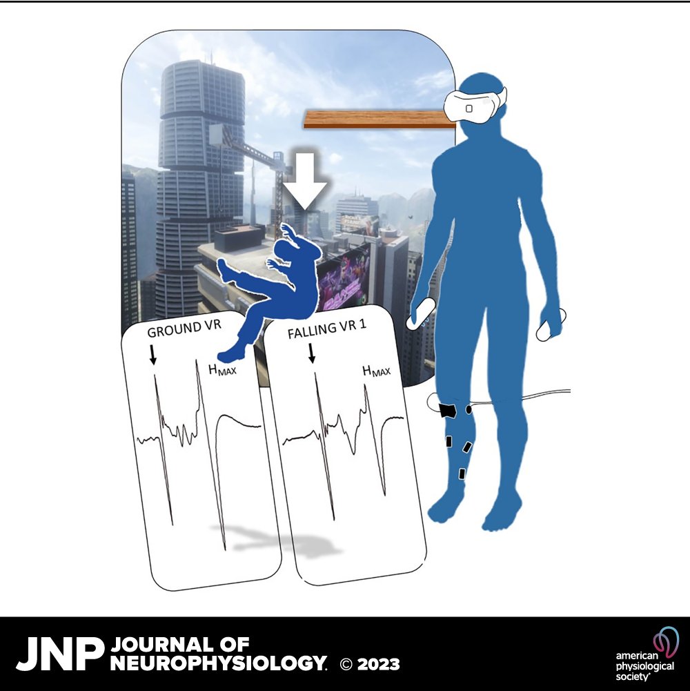 JNP (@jneurophysiol) on Twitter photo 🧠 Free to Read! In this newly published research, Sidney Grosprêtre et al. show a modulation of spinal excitability induced by #VirtualReality (VR).
🖱ow.ly/m28I50N4J0M
<a href="/TracerScientist/">Sidney Grosprêtre</a> #soleus #DropJump 🧠 Free to Read! In this newly published research, Sidney Grosprêtre et al. show a modulation of spinal excitability induced by #VirtualReality (VR).
🖱ow.ly/m28I50N4J0M
<a href="/TracerScientist/">Sidney Grosprêtre</a> #soleus #DropJump