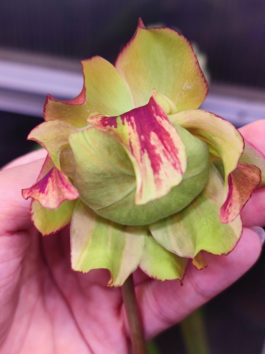 zczza2's tweet image. 能够超过1米的怪物的花朵