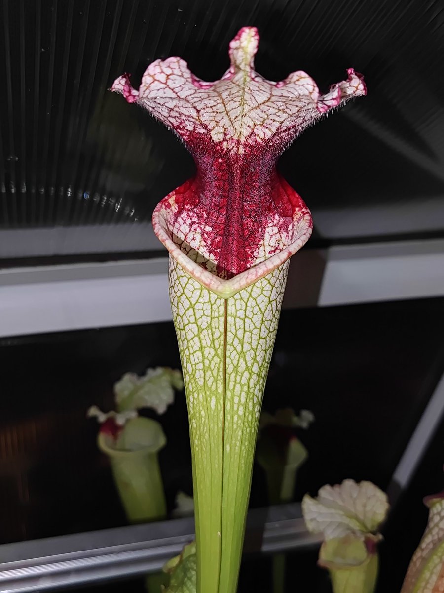 zczza2's tweet image. 能够超过1米的怪物的花朵