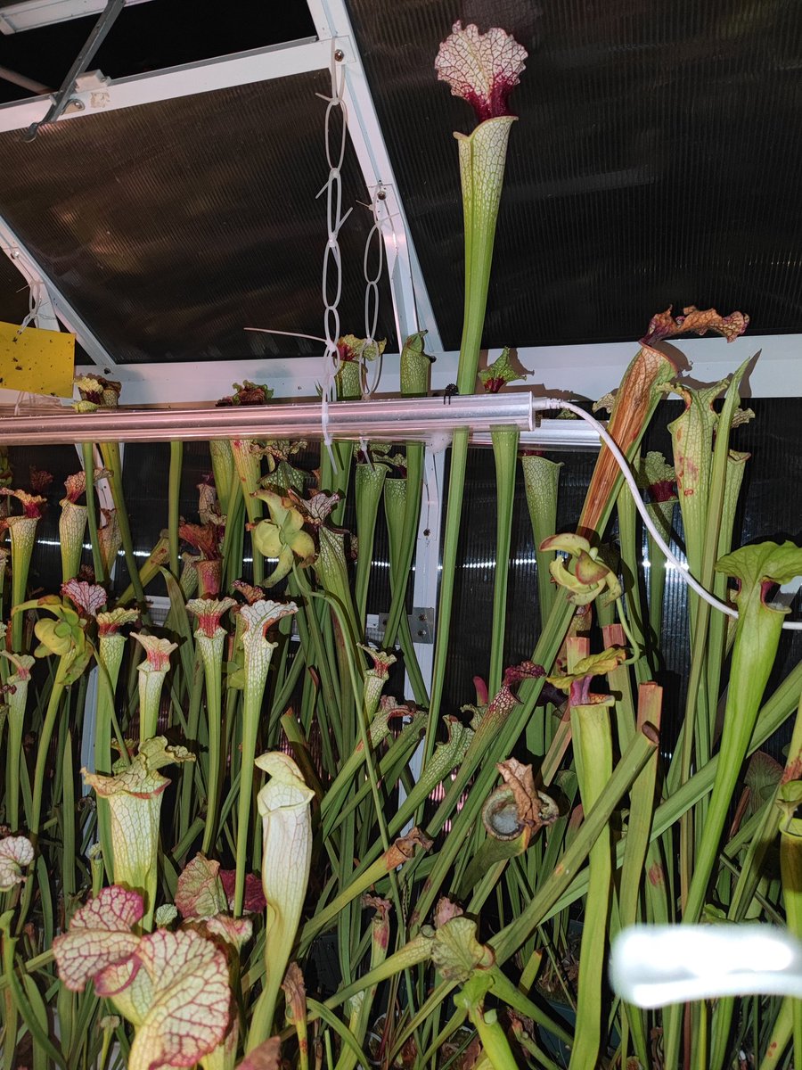 zczza2's tweet image. 能够超过1米的怪物的花朵