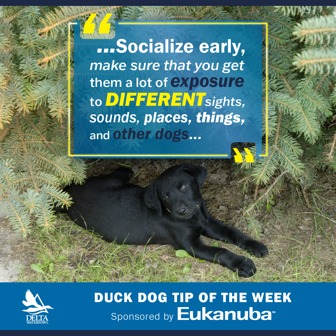 DeltaWaterfowl's tweet photo. In this week's @Eukanuba's Duck Dog Tip of the Week: Socialize your young pups to produce sound #DuckDogs. 🐶 #DeltaWaterfowl
https://t.co/0yF0qpPd06 https://t.co/w0zDPou7nZ