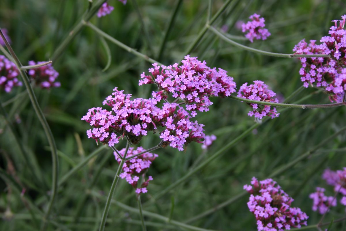 Additional Perfect #Perennials! 
Last week, we showed off some of our Perfect Perennials that we had available. 
However with such a wide selection available, we could not resist giving you a few more to consider. So, once again please do see below for four more excellent choices