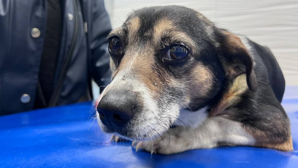 ukraine_world's tweet photo. This is Elza, a dog found yesterday among the ruins of a house in Lviv oblast after Russia's missile attack. Her owners died. Volunteers brought her to a veterinary clinic for treatment. Then they will look for new owners for Elza. 
📷: Suspilne Lviv https://t.co/GJalbLTm7f
