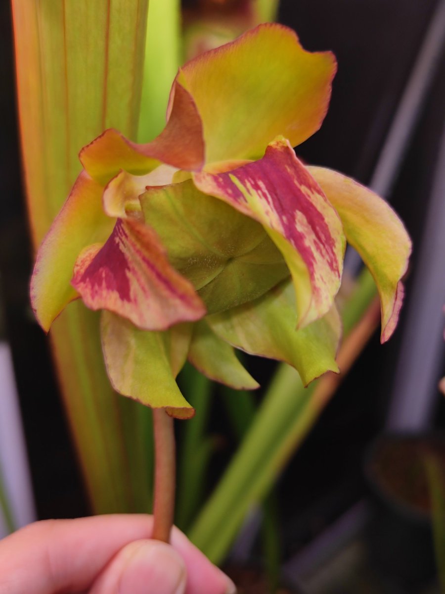 zczza2's tweet image. 能够超过1米的怪物的花朵