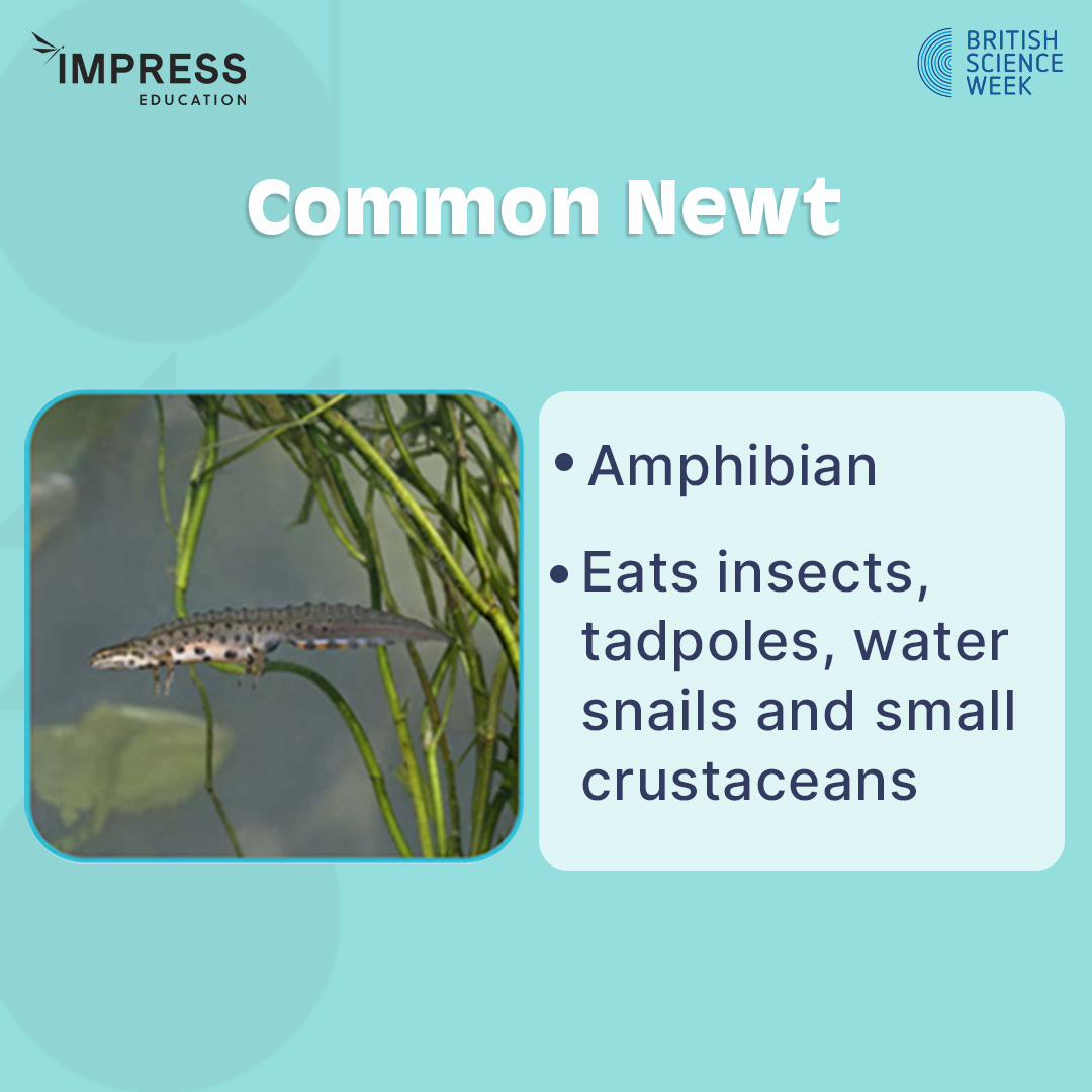 Impress Education tweet media