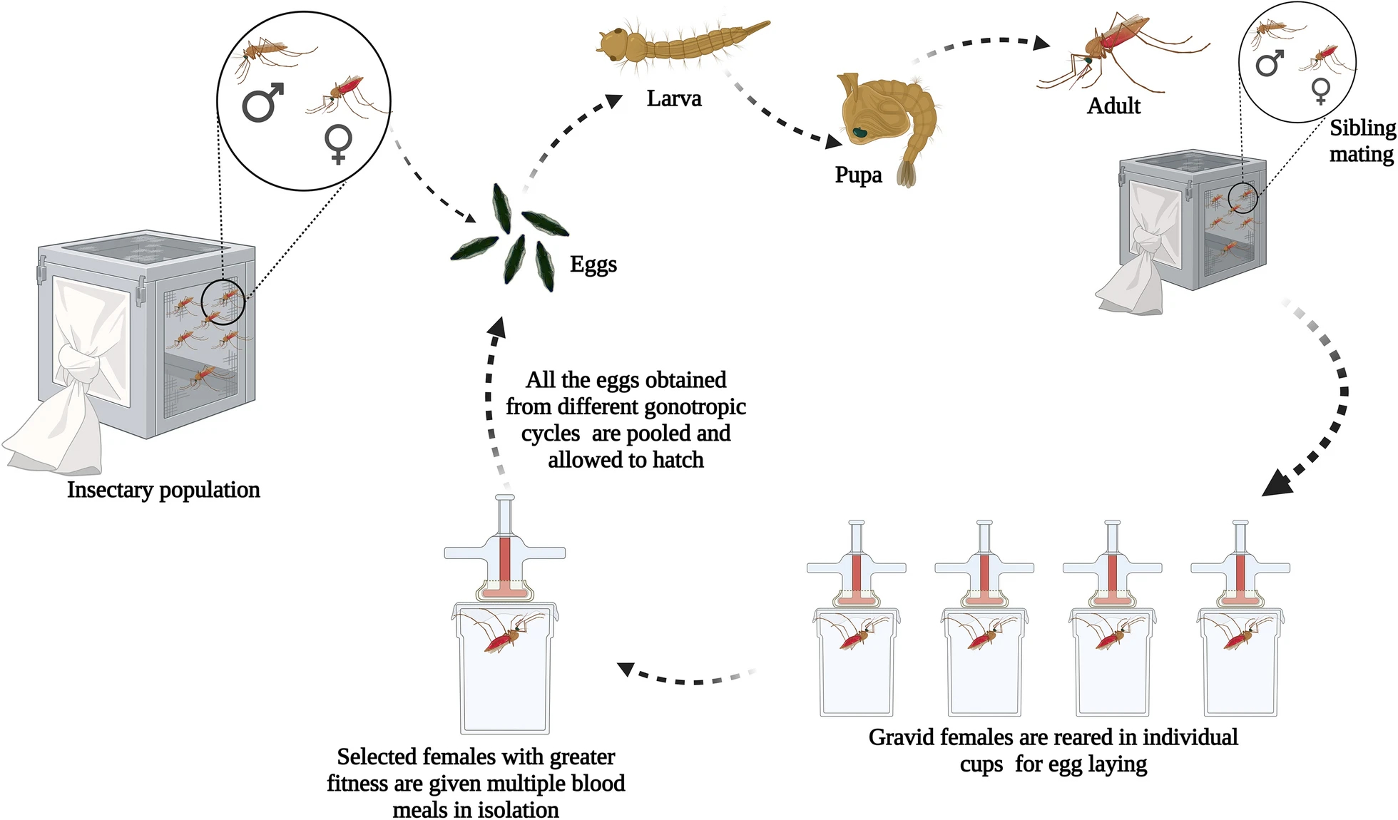 Schematic representation of the establishment of isofemale lines 