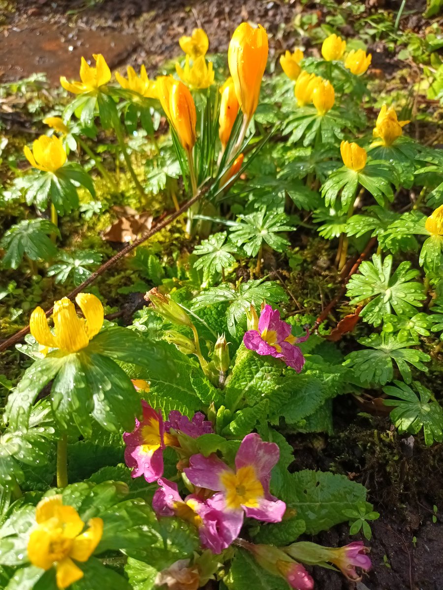 kristallnaach's tweet photo. Nach Regen ist #Sonne #Aprilwetter #Wartburg-Stadt 🍀🪻#Gärtchen23
#Winterling🌼"#Kroküsse"🌷#Primel https://t.co/Rl8a296tp6