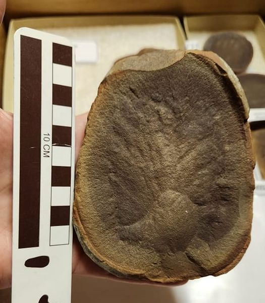 Dr. Melissa I. Pardi, friend of megafauna tweet media